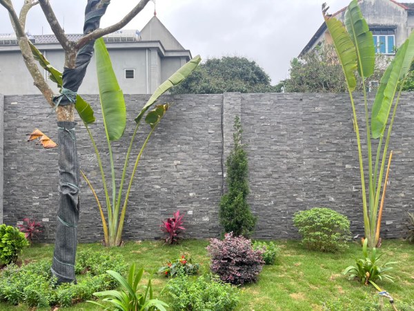 Tường rào được bao phủ bởi vẻ đẹp tự nhiên của đá tẩy xanh