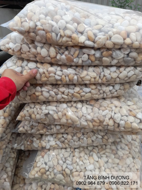 Kho sỏi ngà trắng tại Tăng Bình Dương Kho sỏi ngà trắng tại Tăng Bình Dương